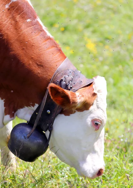 Cow grazing in the meadow in the mountains — Stock Photo, Image