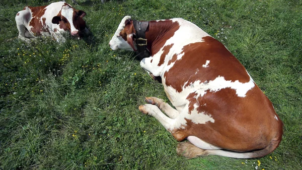 Dos grandes vacas pastando en el prado en las montañas —  Fotos de Stock