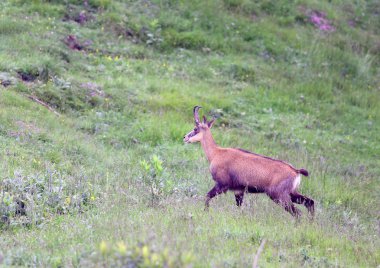 Solitaire Chamois grazing meadows with tall grass in summer