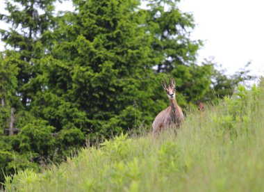 chamois on the lawn in the european mountains in summer