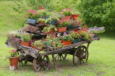 rural scene with flowers in pots during flowering