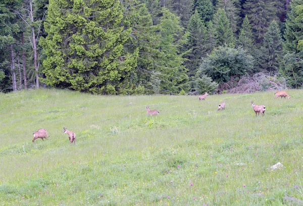 Bunch of Chamois with puppies on the lawn of the mountain in sum — Stok fotoğraf