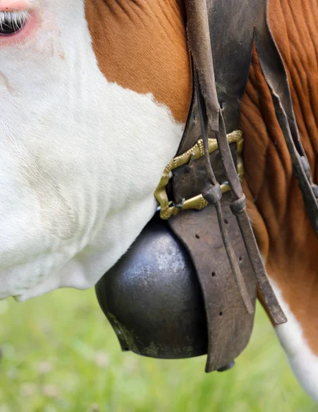 Large bronze cowbell cow in cattle breeding — Stockfoto