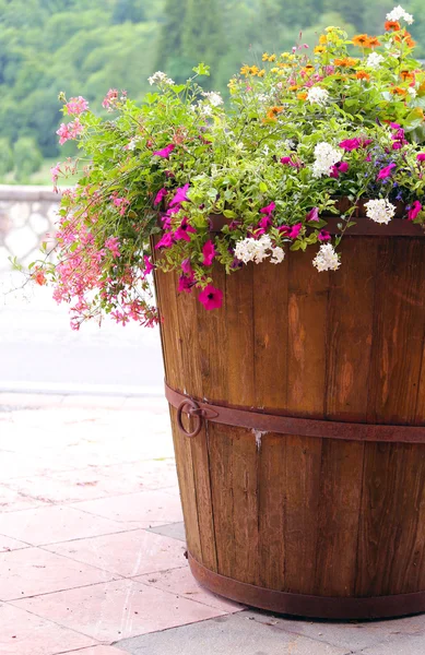 Wooden tub is a vase during flowering — Zdjęcie stockowe