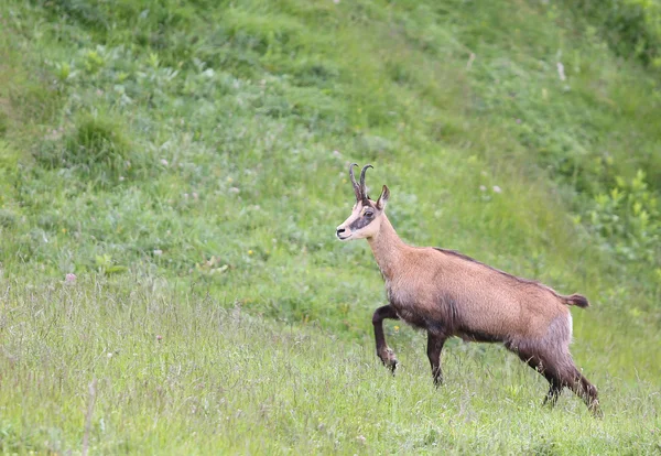 Grazing chamois on the meadow with two horns — 스톡 사진