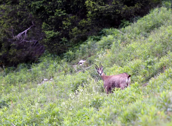 Chamois grazing meadows with high grass in summer — 스톡 사진