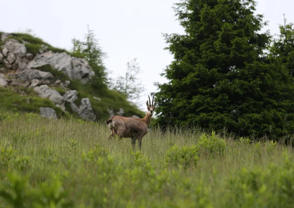 Grazing chamois on the meadow in the european mountains in summe — Stockfoto
