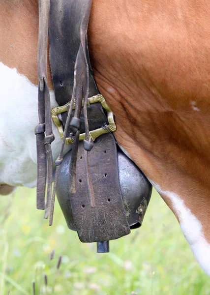 Very big cowbell cow in cattle breeding — 스톡 사진