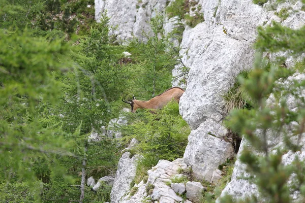 Chamois on the steep rock in the mountains — Stok fotoğraf