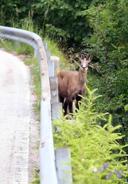 Camoscio su strada di montagna con guardrail — Foto Stock