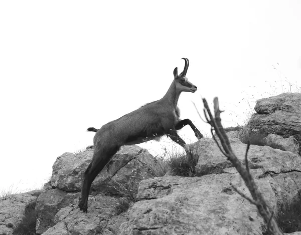 Scary chamois jumps on the rocks of the mountain — Zdjęcie stockowe