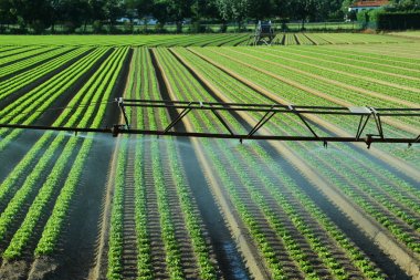 Automatic irrigation system in the field of lettuce clipart