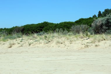 çalılar ve bitkiler kum ile Akdeniz'in tipik