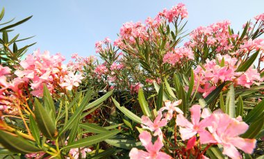 Oleander plant with beautiful colored flowers clipart