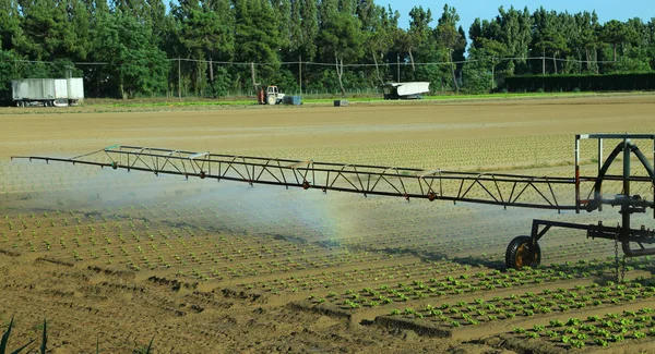 Sistem irigasi otomatis di bidang selada — Stok Foto