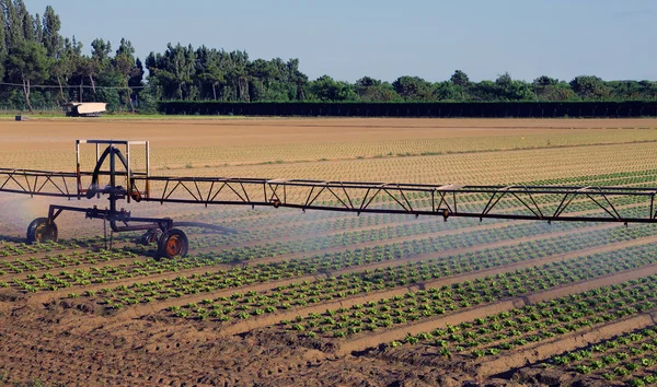 Automatic irrigation system in the field of lettuce — Stock Photo, Image