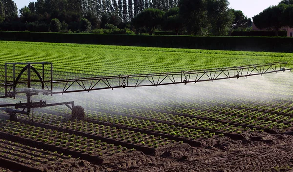 レタスのフィールドに自動灌漑システム — ストック写真
