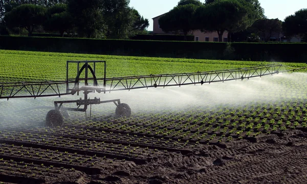 Sistema de irrigação automática no campo da alface — Fotografia de Stock