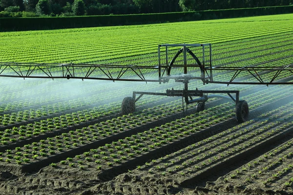 Sistema de irrigação automática no campo da alface — Fotografia de Stock