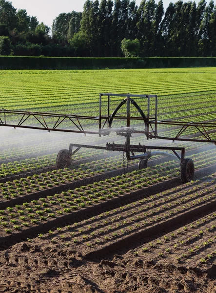 Sistema de irrigação automática no campo da alface — Fotografia de Stock