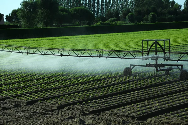 Automatic irrigation system in the field of lettuce — Stock Photo, Image