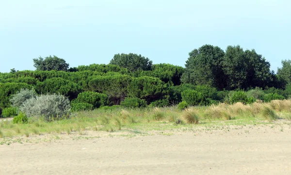 Arbustes et plantes typiques de la Méditerranée avec le sable — Photo