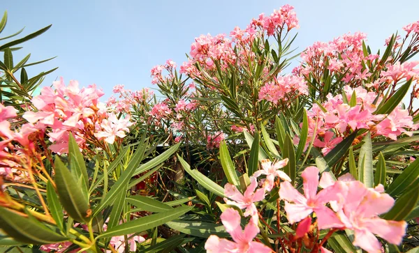 Oleander plant met mooie gekleurde bloemen — Stockfoto