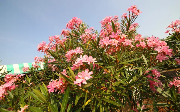 Pianta oleandrina con bellissimi fiori colorati — Foto Stock