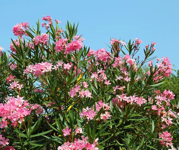 Planta de adelfa con hermosas flores de colores — Foto de Stock