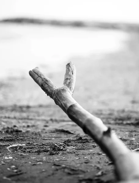 海岸のフォーク型ブランチ — ストック写真