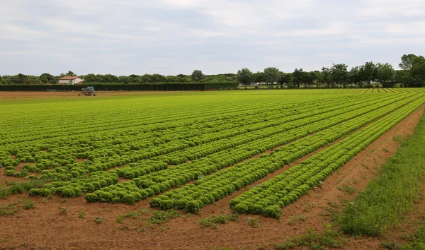 Огромное поле салата на равнинах летом — стоковое фото