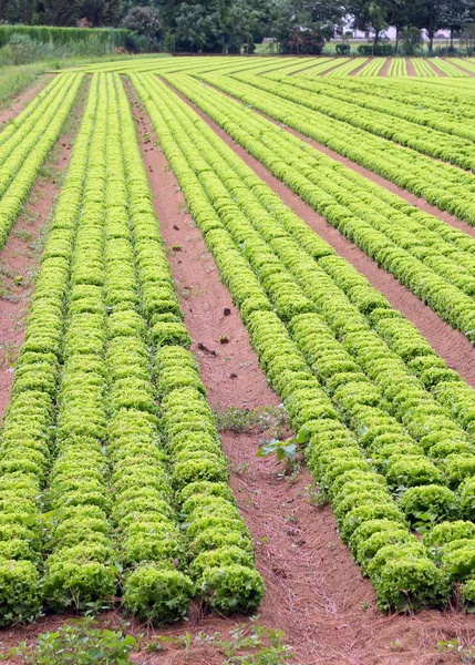 Yaz aylarında Plains'deki marul büyük alan — Stok fotoğraf