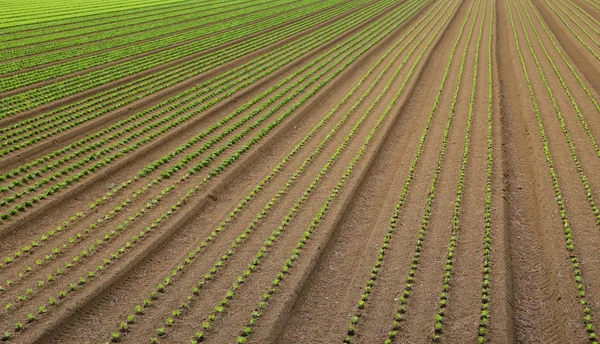 Enorm gebied van salade spruiten gegroeid — Stockfoto