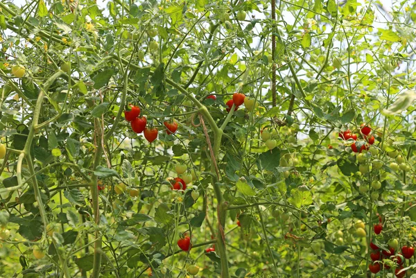 Röda tomater i växthus på sommaren — Stockfoto