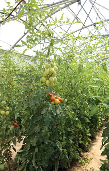 夏の温室で熟した赤いトマト — ストック写真