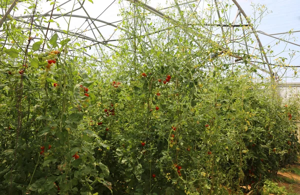 Reife Tomaten im Sommer im Gewächshaus — Stockfoto