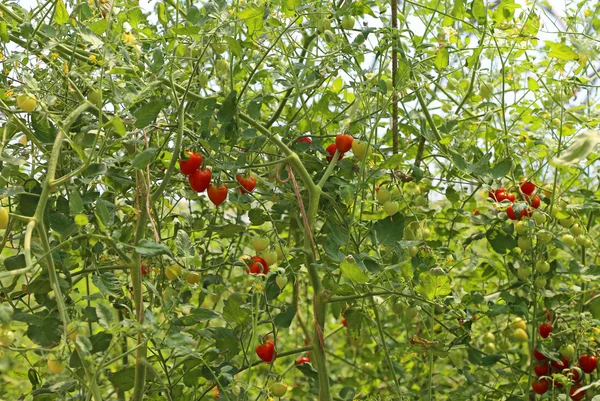 Tomates vermelhos em uma estufa em verão — Fotografia de Stock