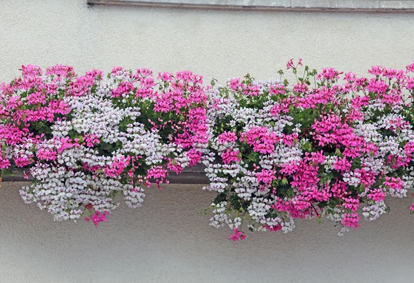 Fjellhjem med blomstret balkong med nydelige Geraniums i s. – stockfoto