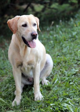 Labrador köpek dışarı asılı çayırda dili ile