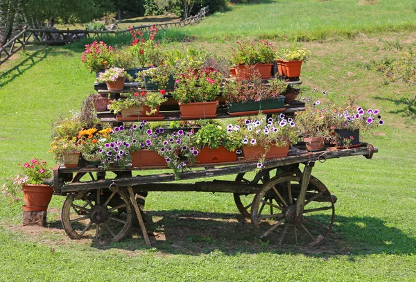 Antigo carrinho de madeira ornamentado cheio de flores florescendo — Fotografia de Stock