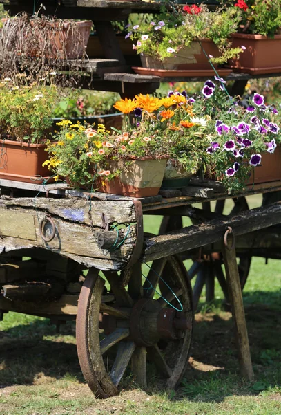 Chariot en bois orné antique plein de fleurs florissantes au printemps — Photo