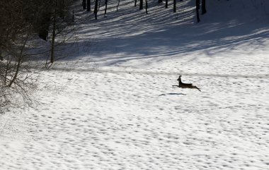 korkmuş geyik yumuşak karda kışın çalışır.