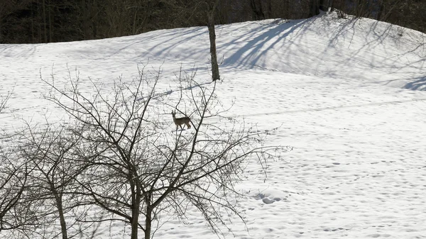 Ciervos asustados corre sobre la suave nieve blanca en invierno —  Fotos de Stock