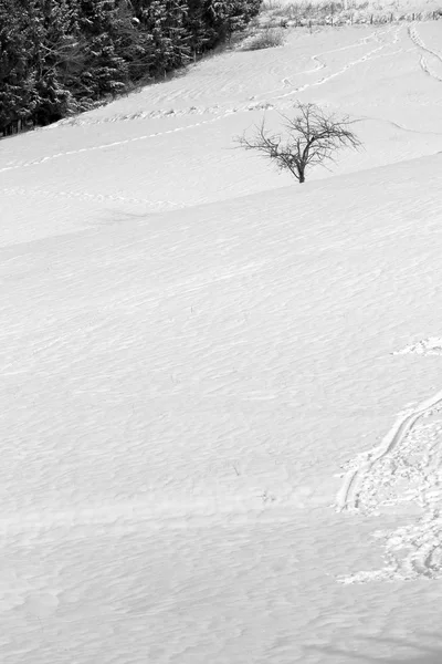 Dry tree in the middle of the white snow in winter — Stock Photo, Image