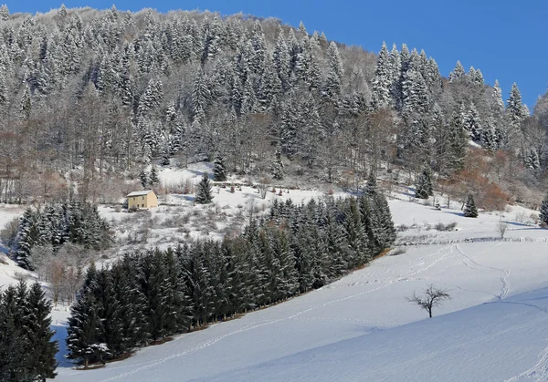 Mooie Alpenpanorama met de naaldhout bos — Stockfoto