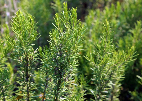 Exuberante planta Rosemary no Mediterrâneo Europa — Fotografia de Stock