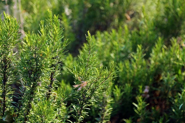 Zelených rostlin Rosemary v Evropě Středozemní moře — Stock fotografie