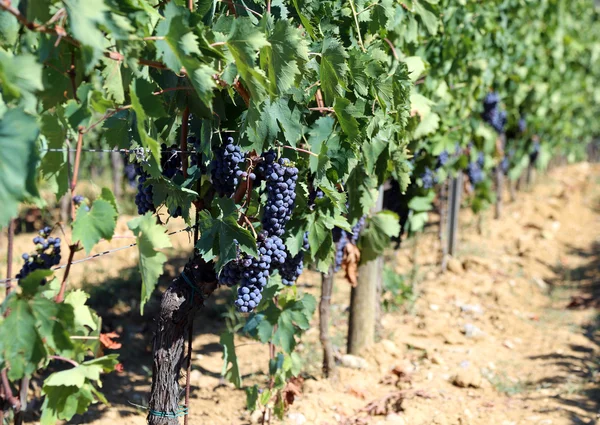 Enorme fileira de videiras com uvas no campo — Fotografia de Stock