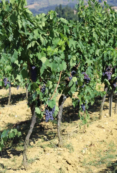 Huge row of vines with grapes in the countryside in summer — Stock Photo, Image