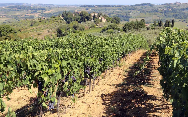 Ряд лоз з виноградом в сільській місцевості наприкінці літа — стокове фото